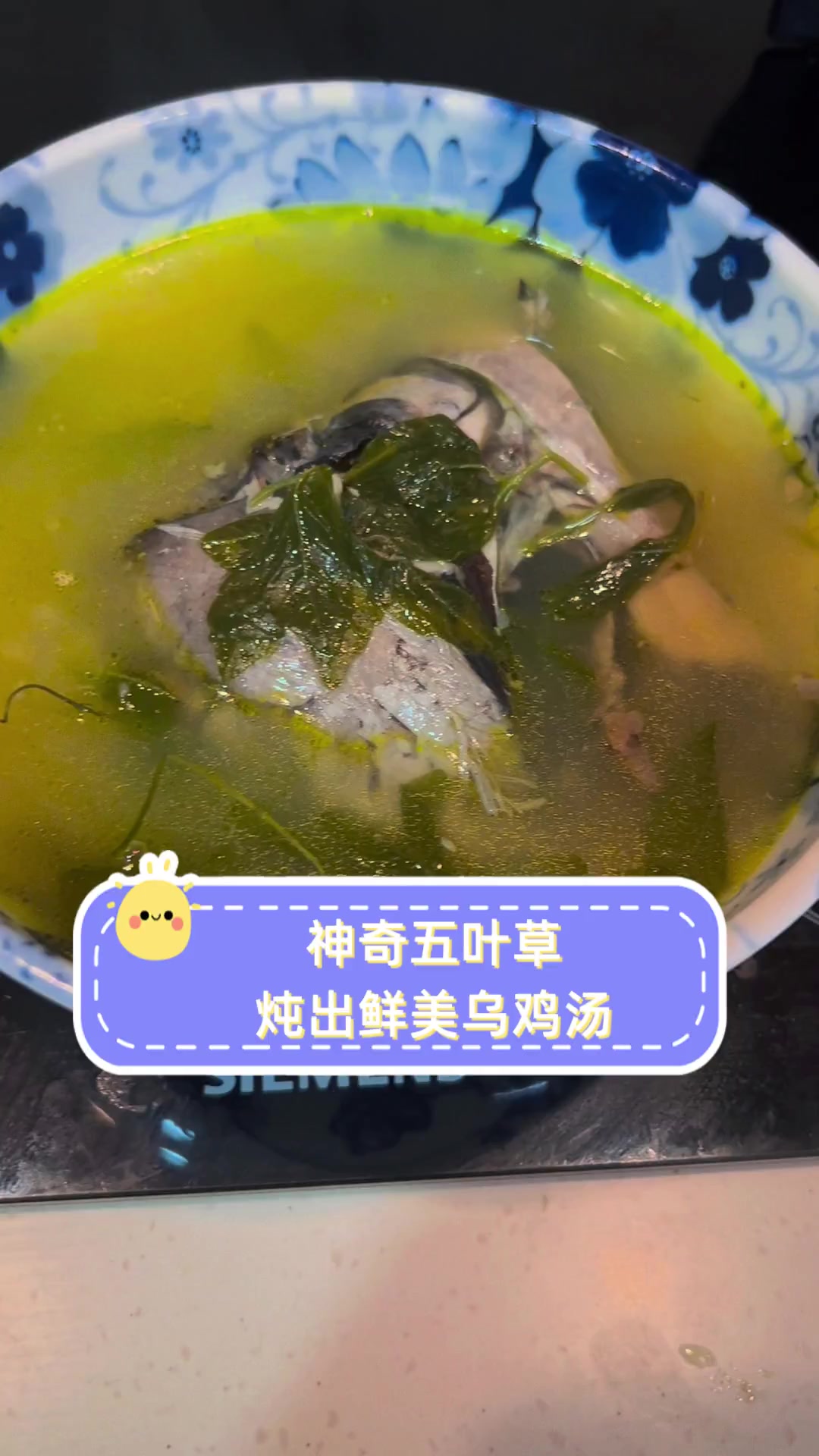 神奇五叶草,炖出鲜美乌鸡汤