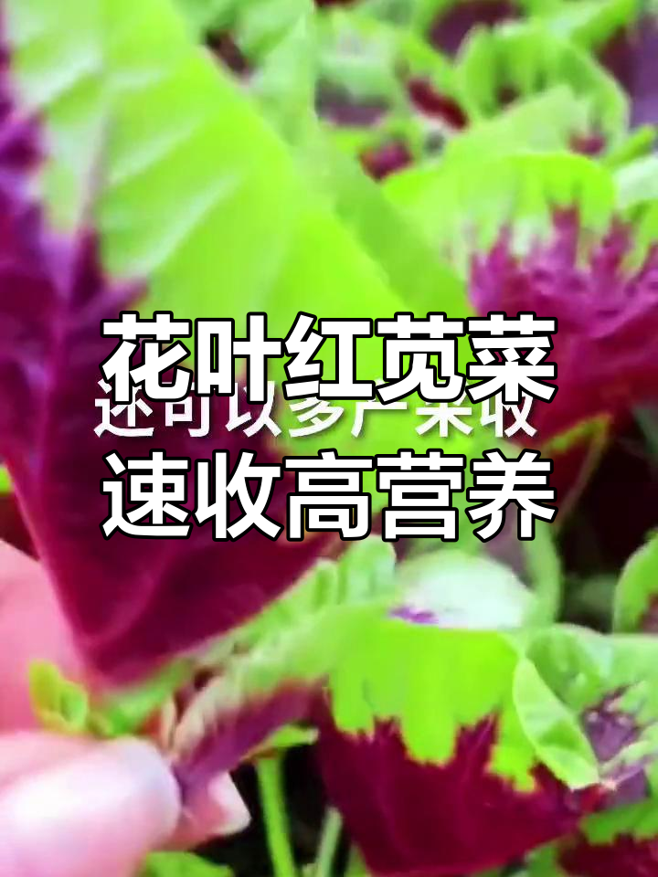 2022年苋菜种植技巧:花叶红苋快速收获与营养