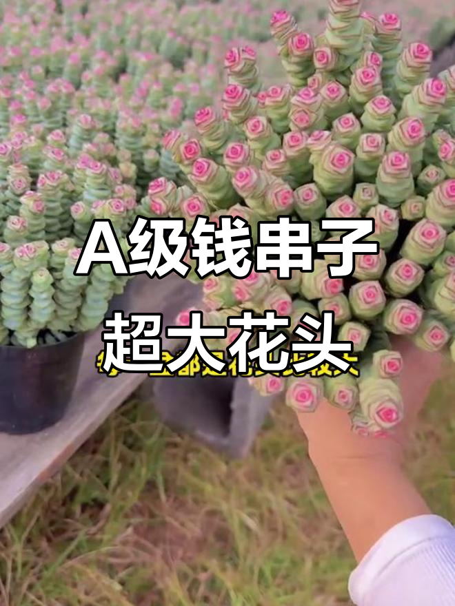 钱多多多肉植物，60个花头超震撼！换盆技巧大公开