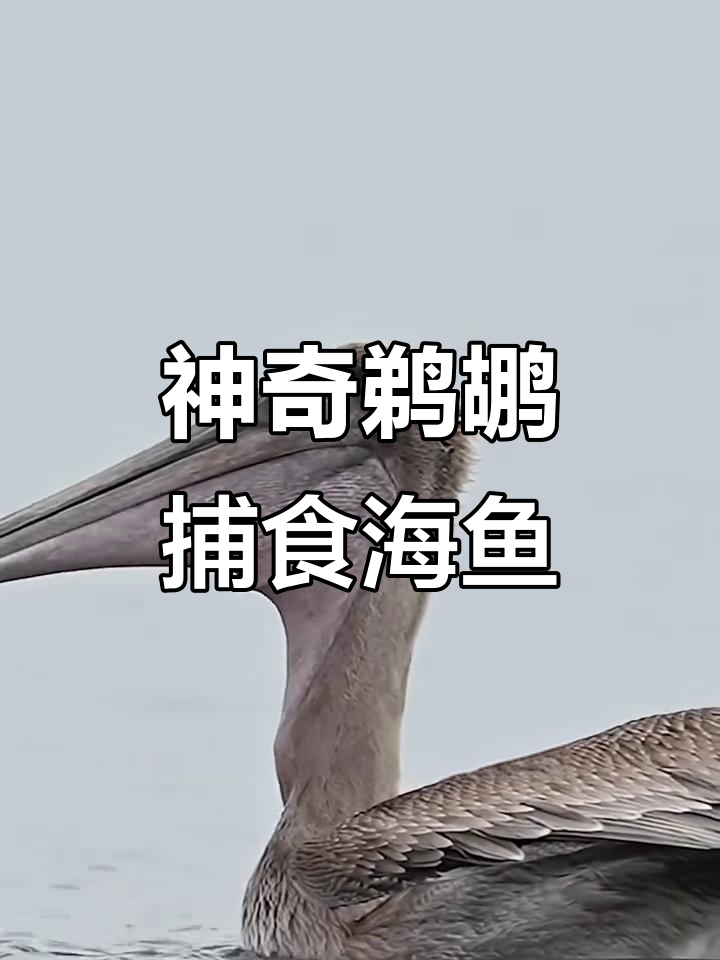 鹈鹕捕鱼瞬间:一口吞下大鱼,惊险连连