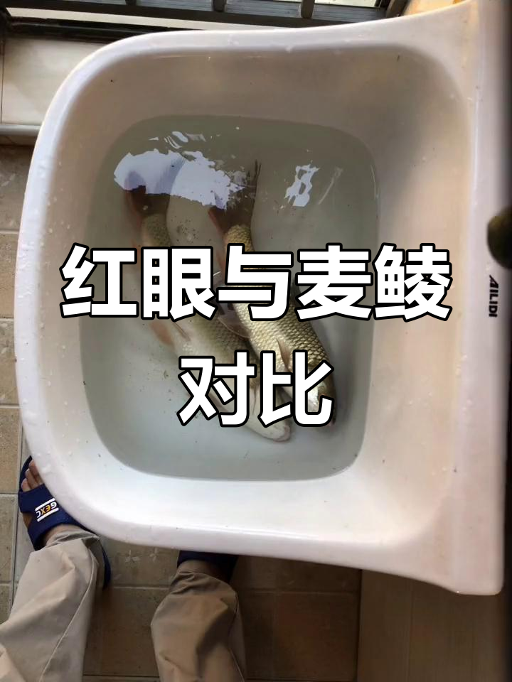 确认红眼鱼,两种鱼的体型差异明显