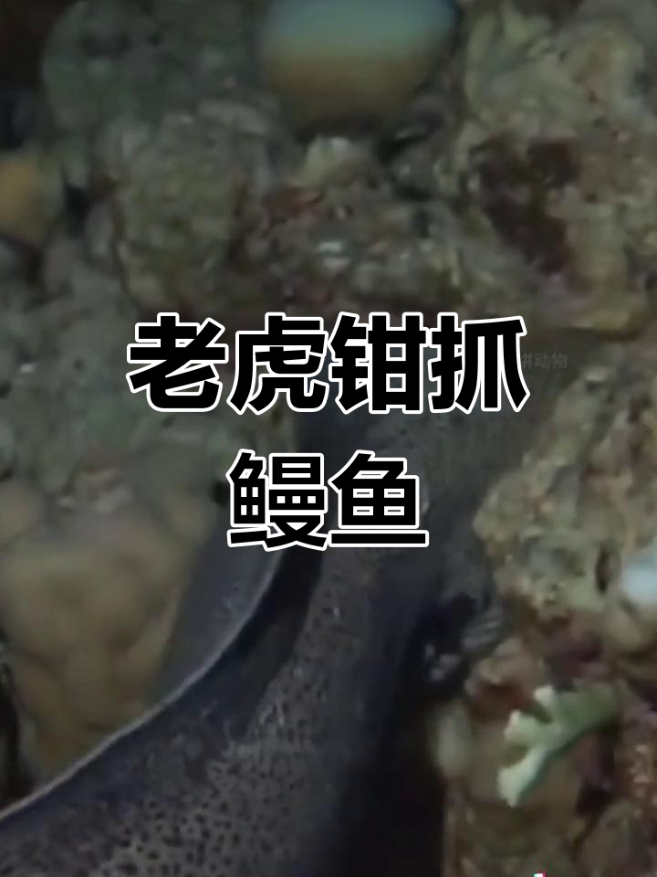 老虎钳子夹住两米大鳗鱼,惊险瞬间上演
