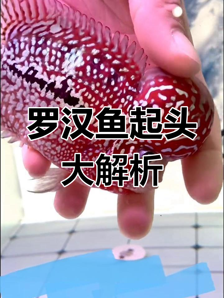 罗汉鱼头变大揭秘：一夜爆头的秘密