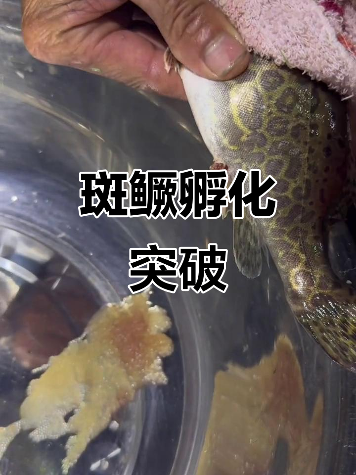 桂林斑鳜孵化成功,50万尾苗种破壳在即