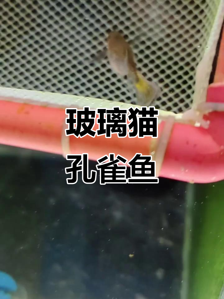 玻璃猫孔雀鱼:独特魅力与神秘色彩