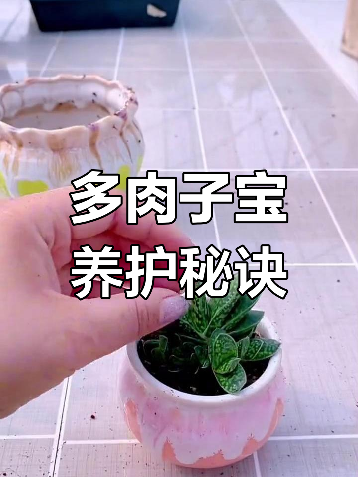 子宝多肉耐寒喜水,春秋施肥快长,夏季需遮阴保护
