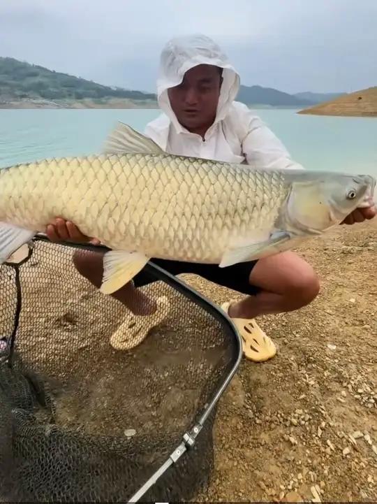 分享科普丨28种常见淡水鱼,你认识多少种呢?