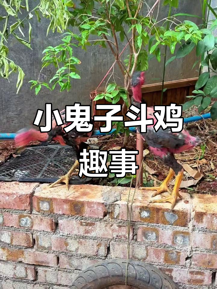 斗鸡文化大揭秘:两斤小鬼子如何挑战极限