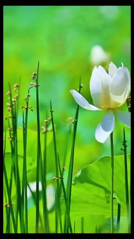 手机动态壁纸 荷花