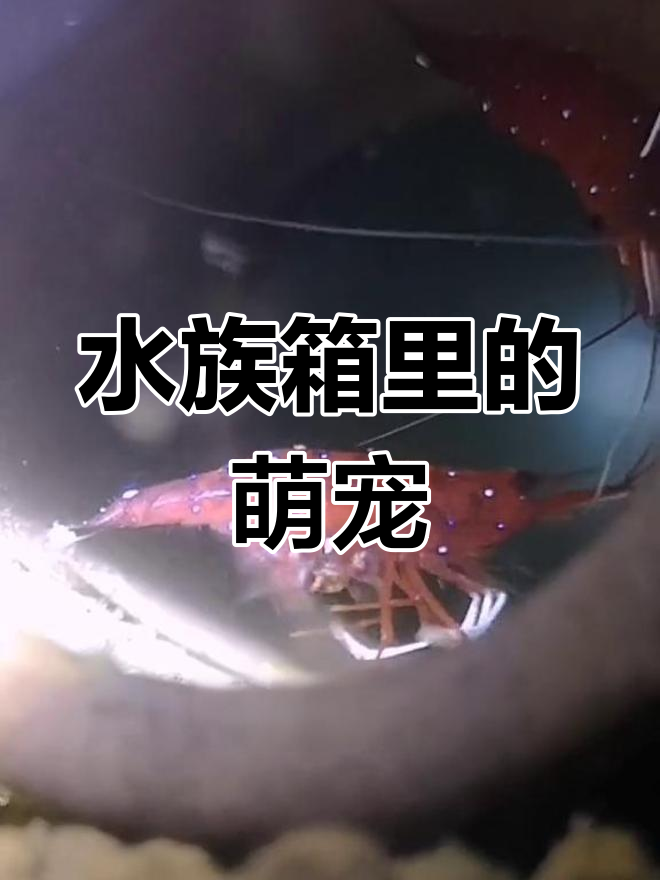 玻璃缸中的水族世界:苏虾繁殖记录