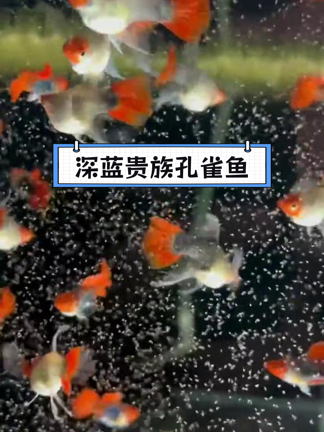 深海蓝贵族大c球体,孔雀鱼之美