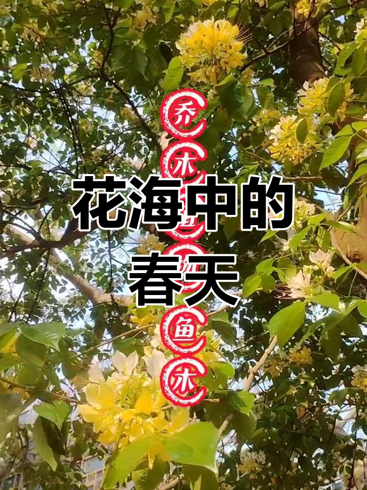 3月鱼木花盛开,白黄花瓣春意浓