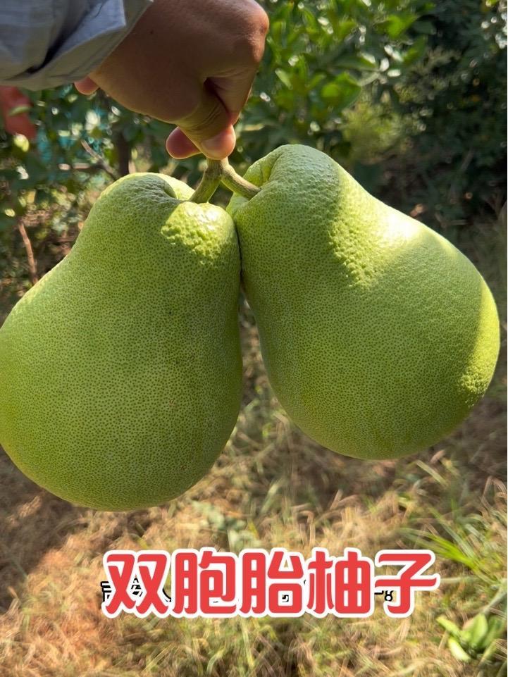 吉安人到底喜欢吃哪款柚子?今天送柚子的时候很多人问我金沙柚什么时候上市,可是我觉得桃溪柚是
