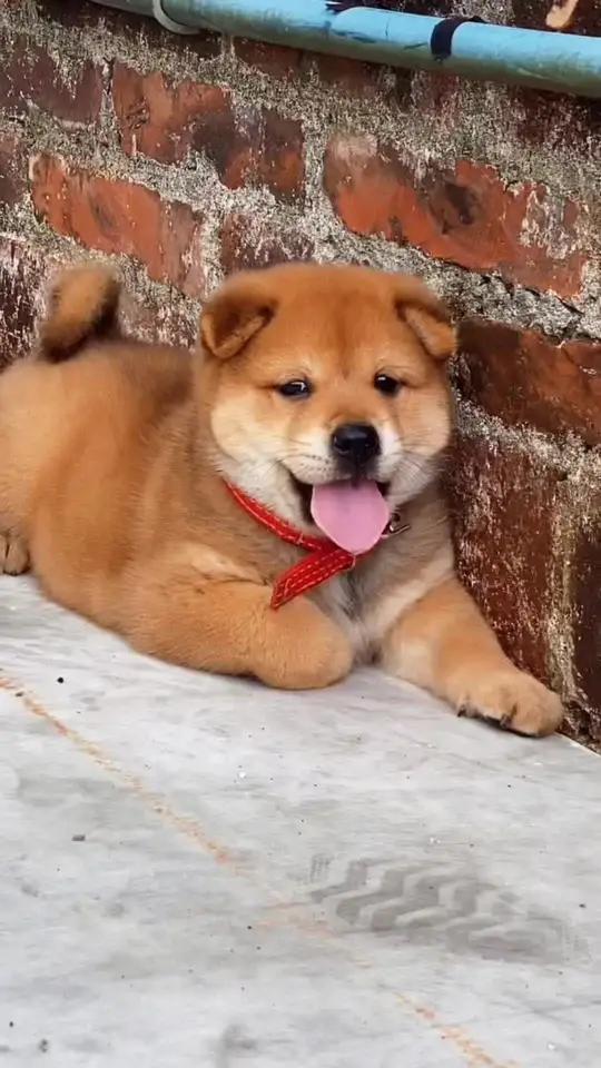 中华田园犬之大黄狗,智商跟情商都很高,儿时的陪伴,现在已经很少见了 大黄 中华田园犬