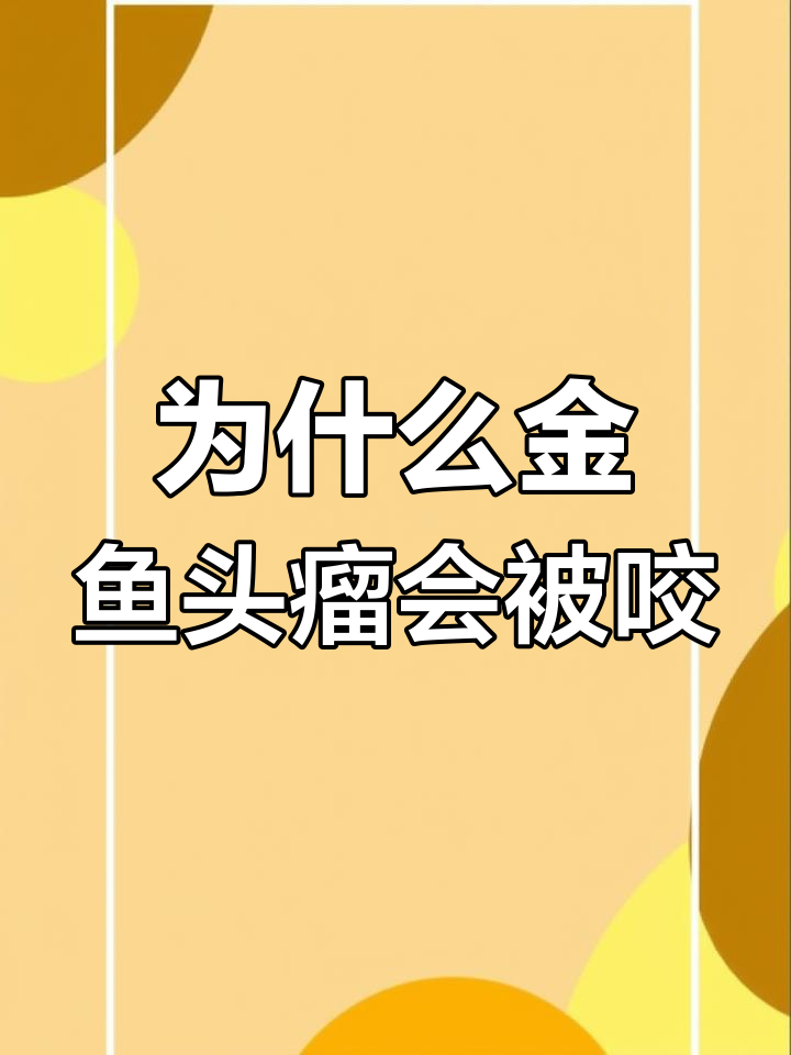 金鱼头瘤被咬？这些原因你得知道