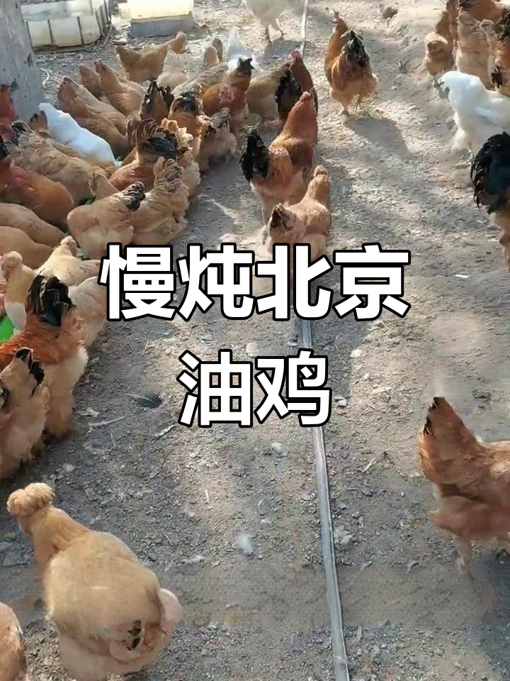 北京油鸡的独特风味与营养价值