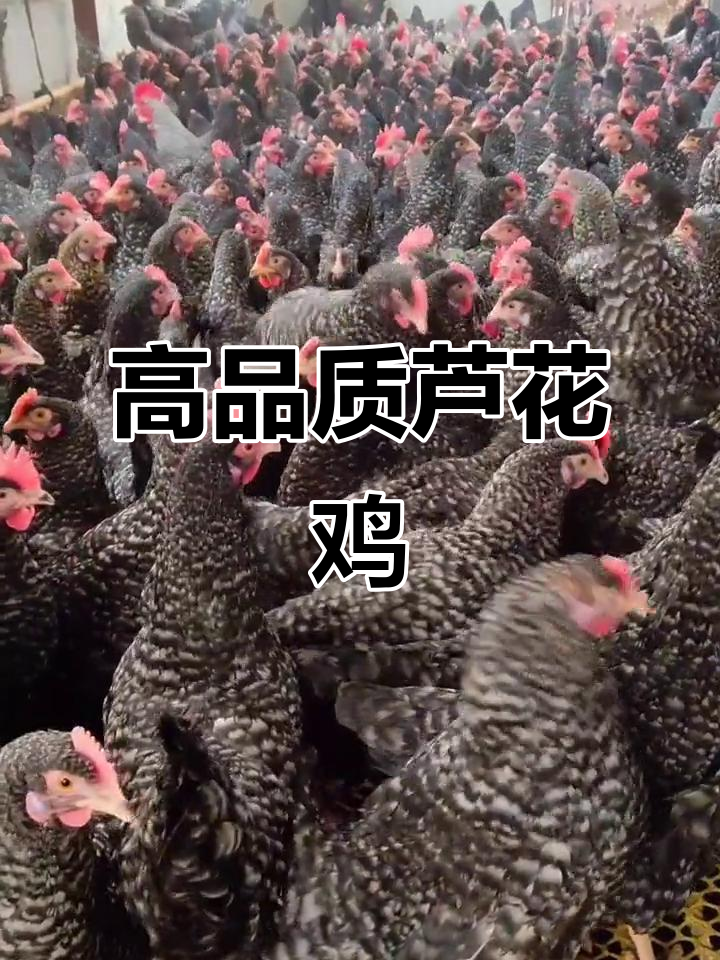 芦花鸡:蛋肉兼用,绿色鸡蛋营养高