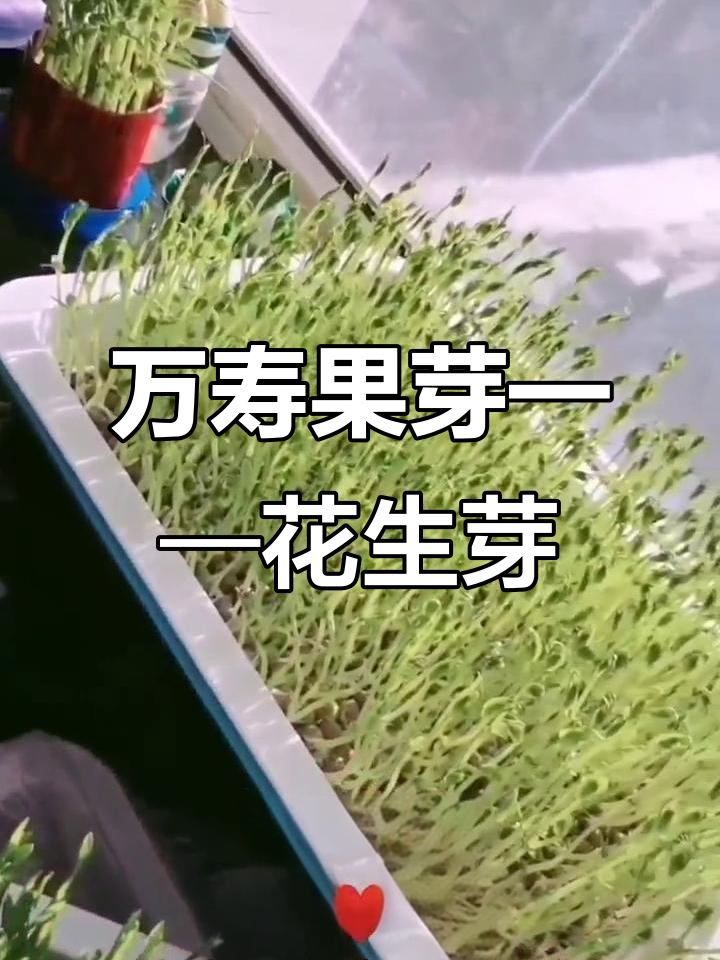 花生芽苗菜:营养丰富,抗癌降脂效果惊人