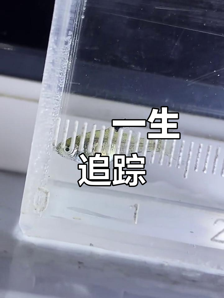 高体鳑鲏成长全纪录,五年追踪见证生命奇迹