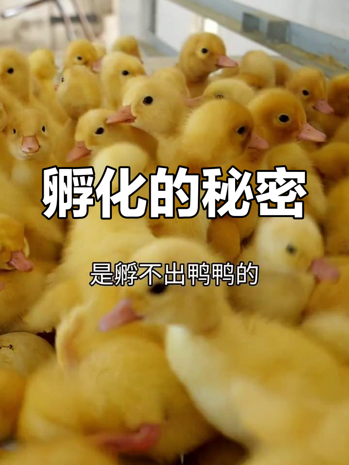 鸭妈妈产蛋,孵化成功离不开爸爸的参与!