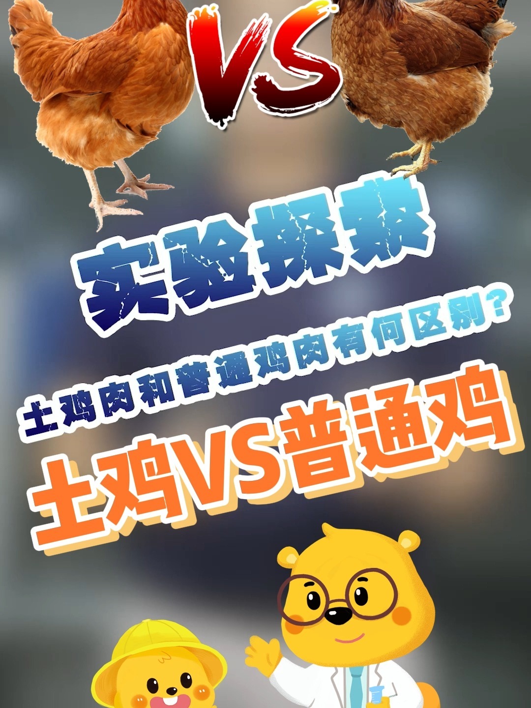 土鸡跟普通鸡有什么区别呢?