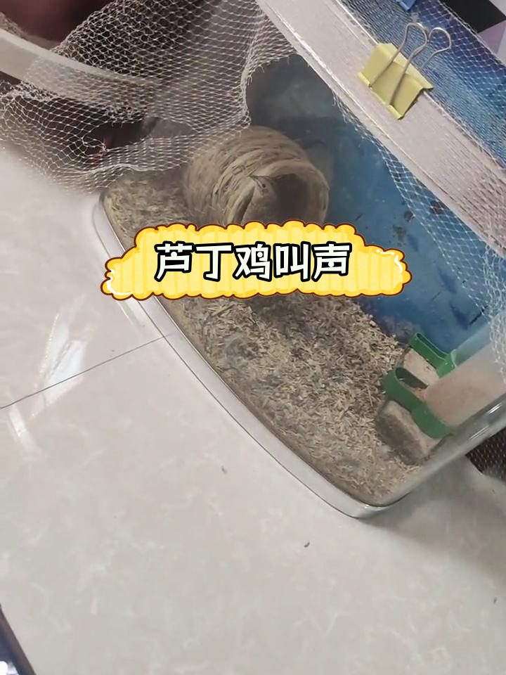 芦丁鸡的独特叫声
