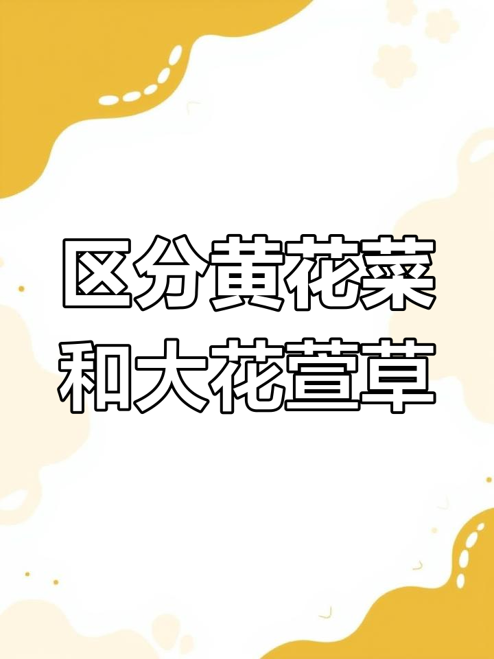 黄花菜与大花萱草的区别解析