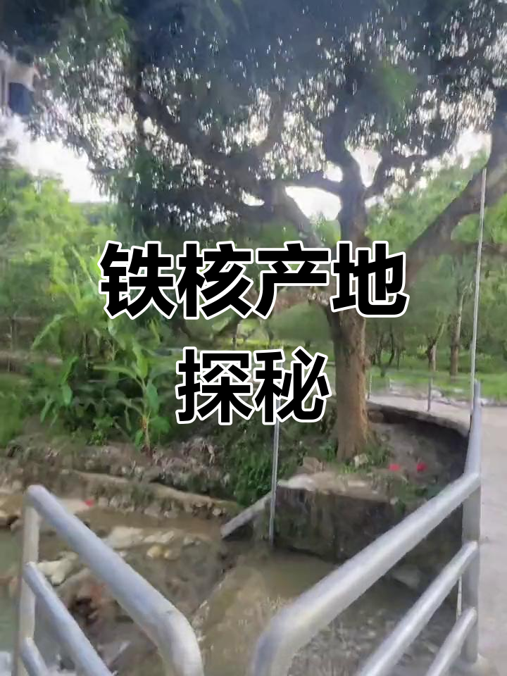 铁核生长揭秘,带你深入了解梅林产地的独特环境