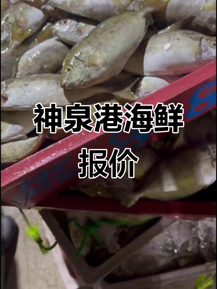 神泉港9月20日海鲜价格大揭秘,鲜美鱿鱼、马头鱼等你尝