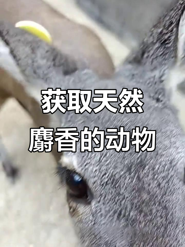 灵舍香囊的秘密:如何获取天然麝香的珍贵药材