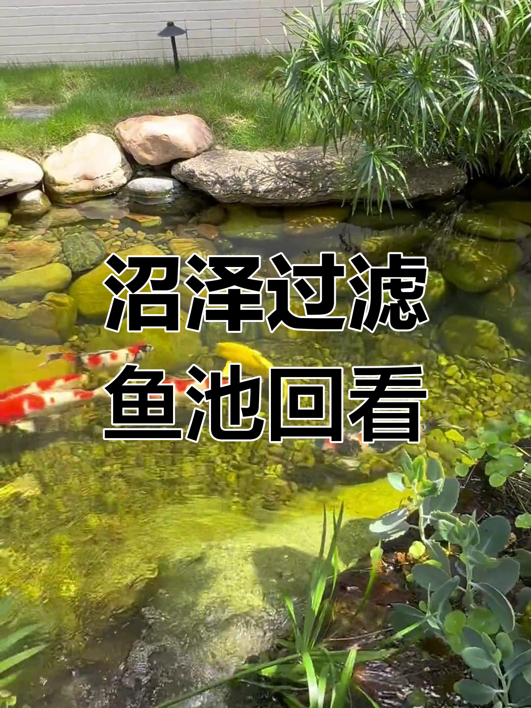 沼泽过滤鱼池回访:简单实用的原生造景设计