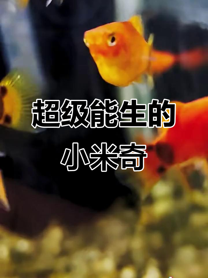 米奇鱼:超能生的观赏鱼,每月一窝小鱼苗