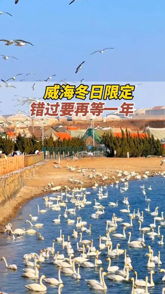 2月15日,山东威海。抓住“天鹅季”的尾巴,再赴一场与天鹅的浪漫之约。潮拍千里山海 千里山