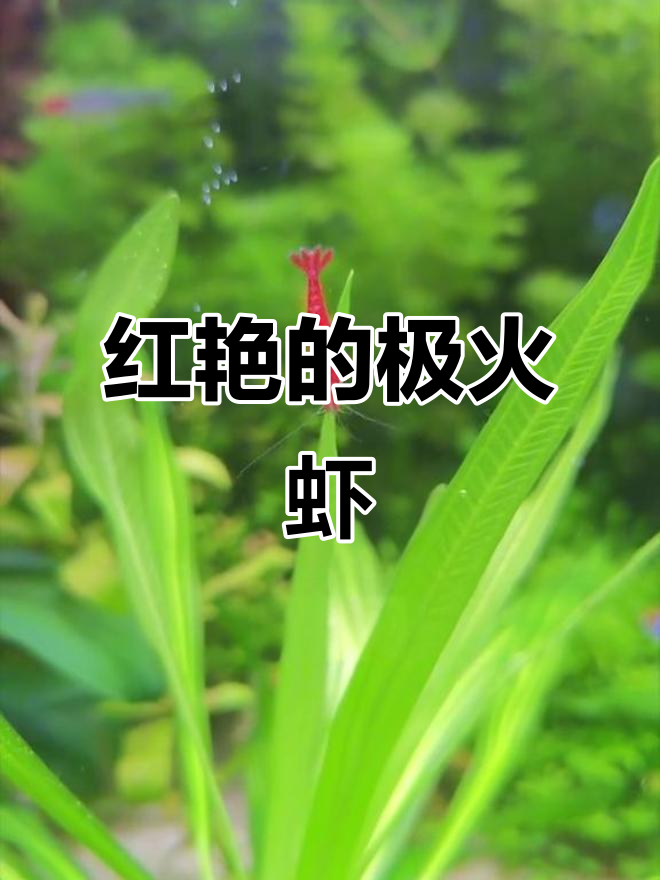 极火虾：比樱花虾更红的美丽水草缸宠物