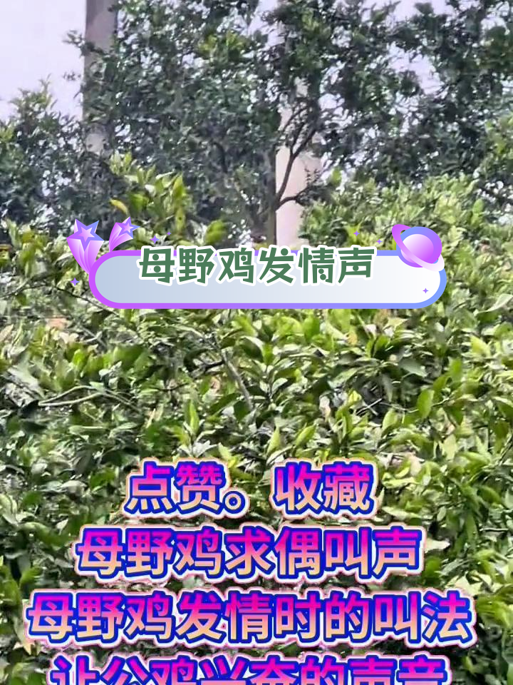 母野鸡求偶叫声,公鸡最爱的声音