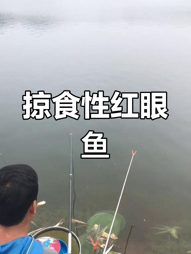 红眼鱼:路亚钓的猎食者,肉多刺少