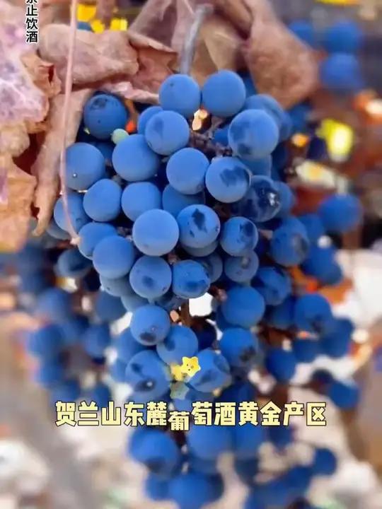 品质不输大牌的宁夏葡萄酒,来自贺兰山脚下的国货之光!