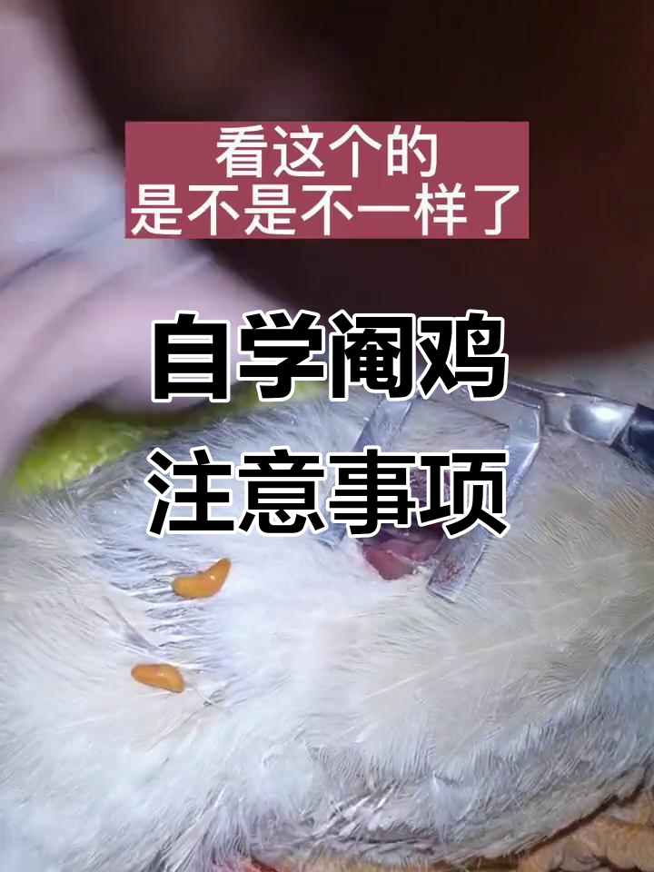 自学阉鸡技巧，关键细节不容忽视