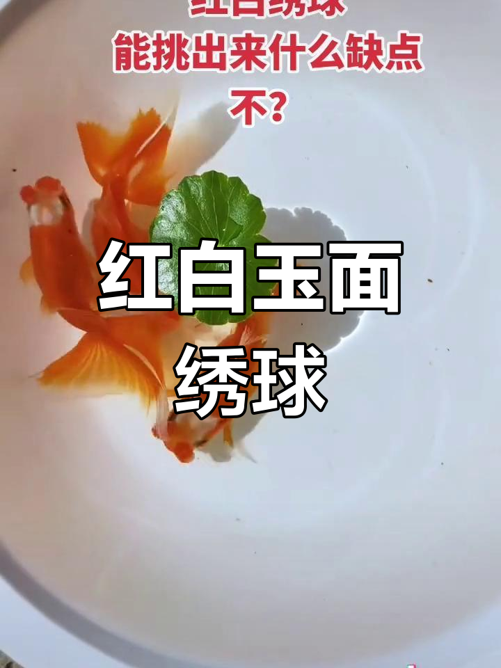 玉面红白绣球,完美无瑕的珍品金鱼