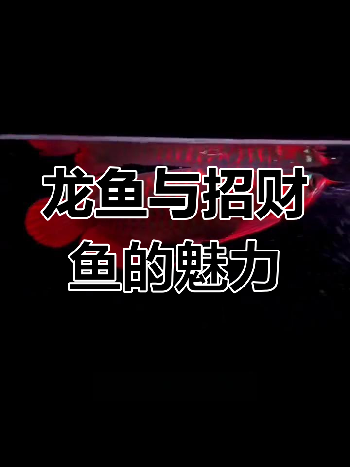 深圳水族店:招财鱼与高端龙鱼的美丽邂逅