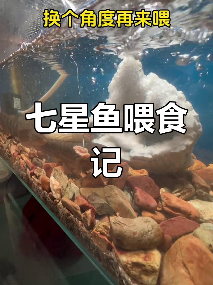 七星鱼吃肉碎,小鱼遭抢