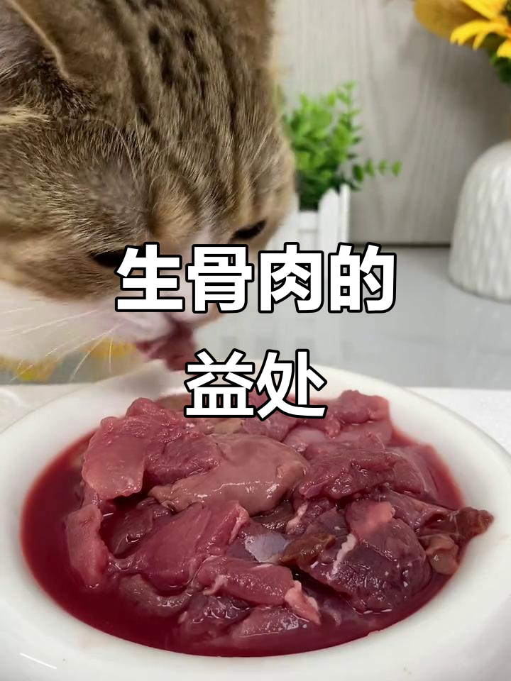 猫咪吃生骨肉的好处,你知道吗?