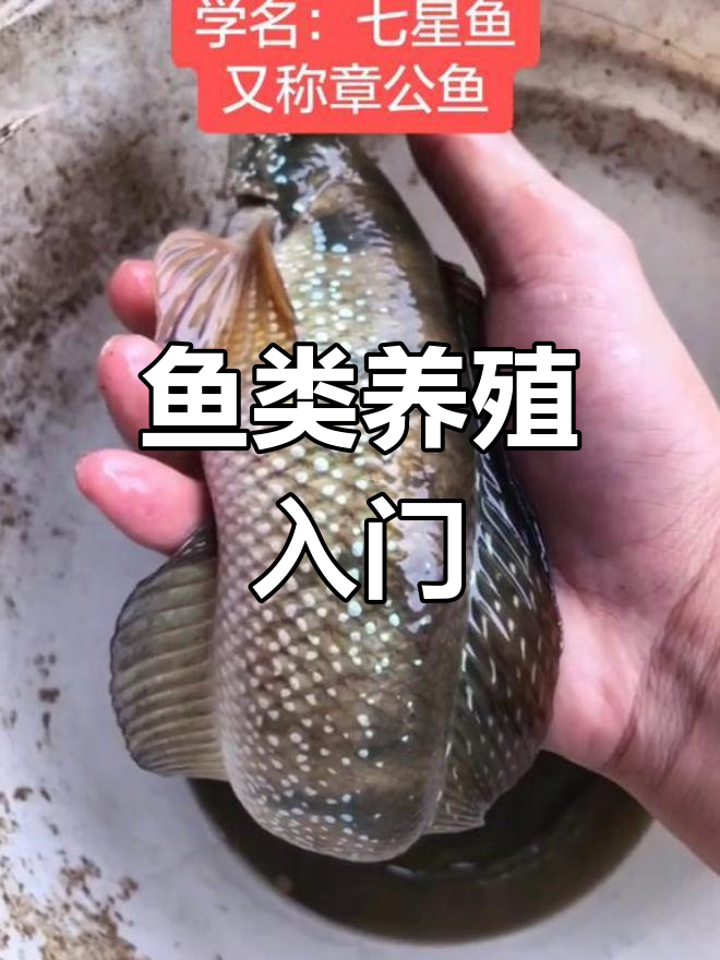 七星鱼与章公鱼的养殖技巧