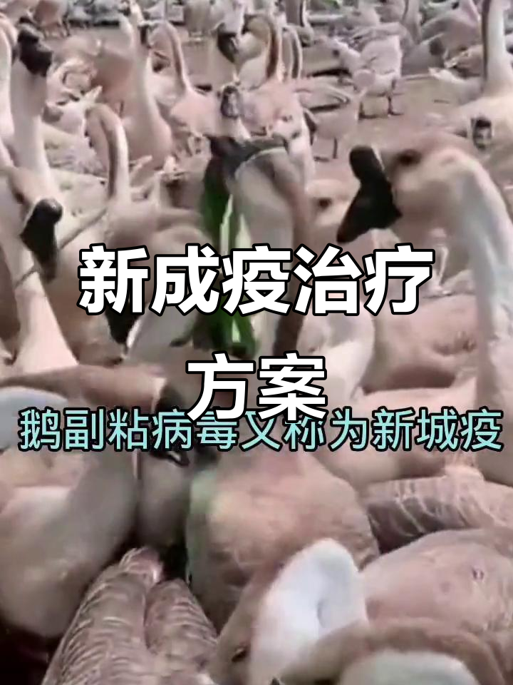 鹅妇粘病毒如何治疗?新成疫症状与应对方法全解析