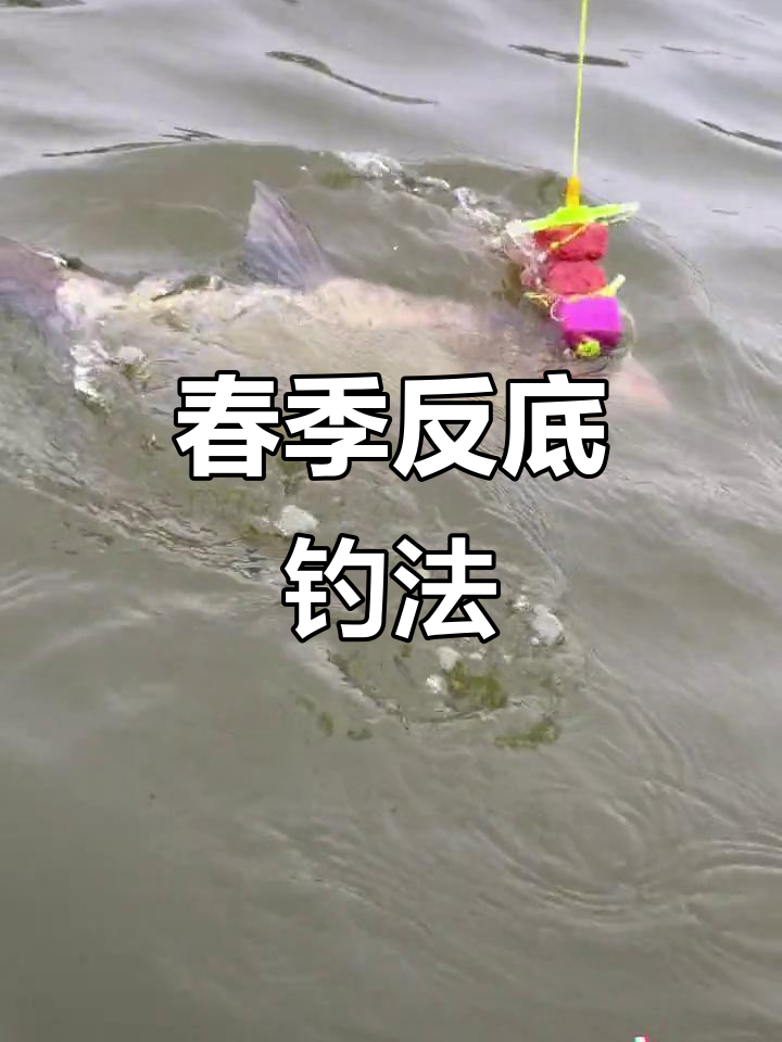春季反底钓花白鲢新技巧,轻松捕捉大头鱼