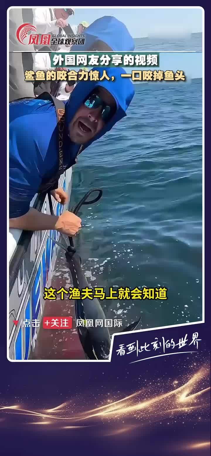 灰鲭鲨:我才是这条鱼的主人!别尝试跟鲨鱼抢食,看看这恐怖的咬合力。鲨鱼……