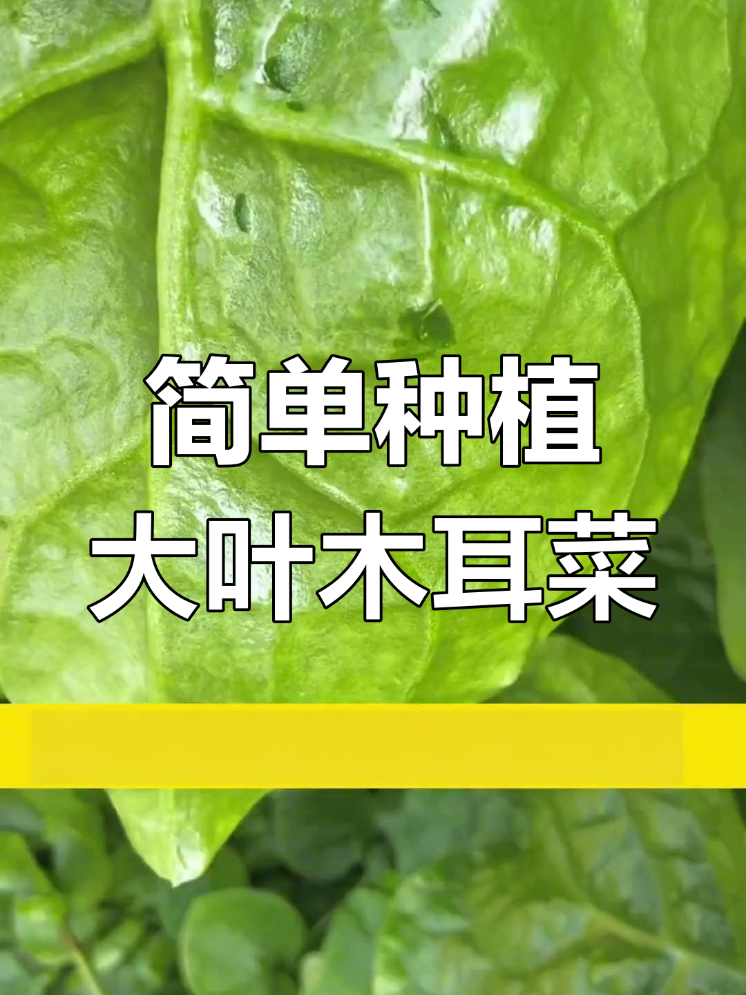大叶木耳菜,阳台必备营养蔬菜