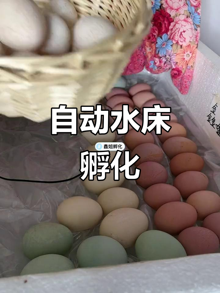 水床孵化器,自动控温,轻松孵出健康小鸡!