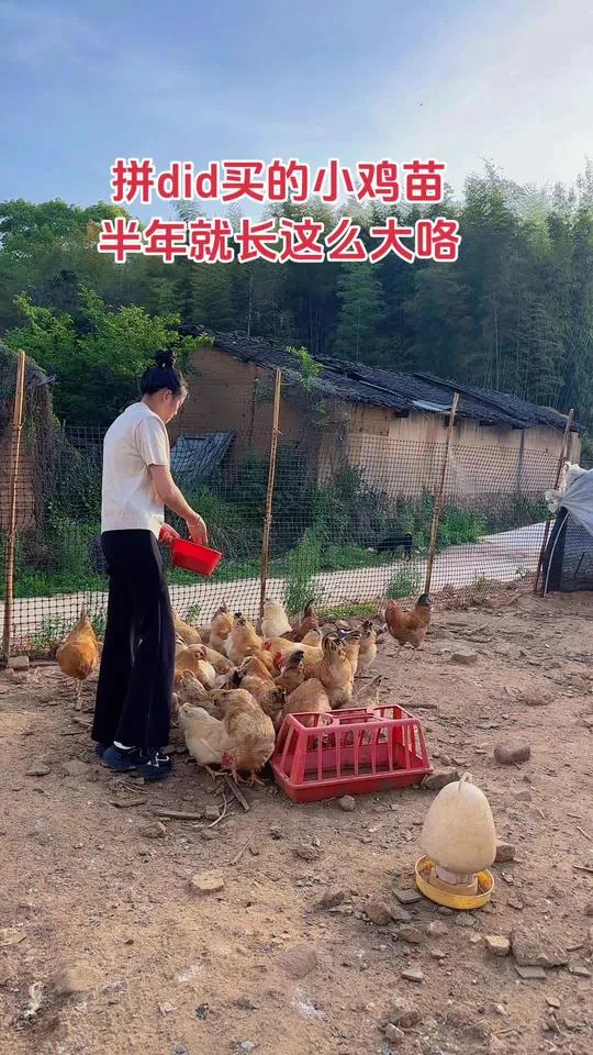 自从前两年我网购了鸡苗后,附近好多人都跟我一样喜欢网购鸡苗鸭苗了在农村生活想的就是喂点鸡鸭