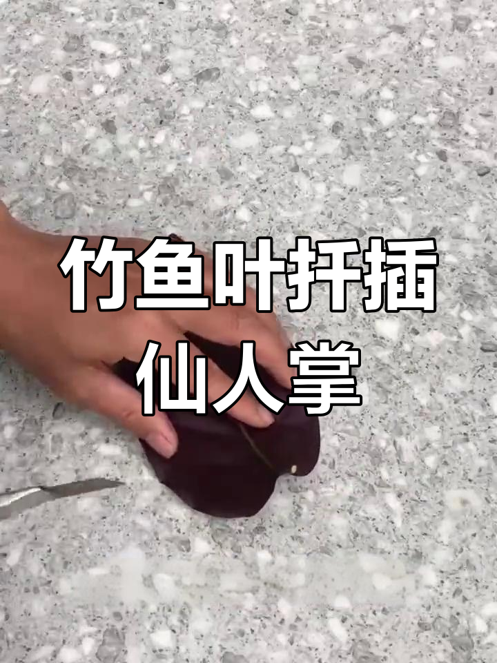 用竹鱼叶片扦插仙人掌,简单又高效